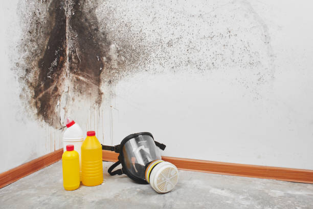 Best Mold Damage Repair  in Veneta, OR