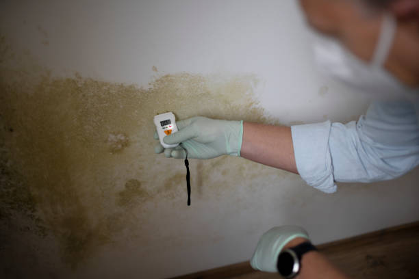 Best Mold Inspection  in Veneta, OR