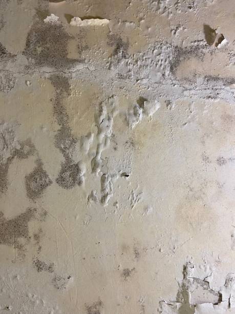 Best Affordable Mold Removal  in Veneta, OR