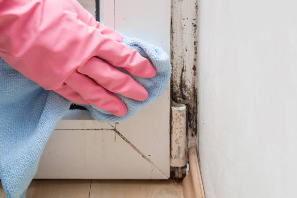 Office Mold Removal Services in Veneta, OR