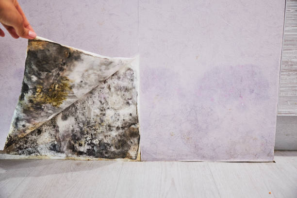 Best Certified Mold Removal  in Veneta, OR